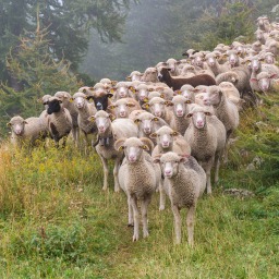 Episode 304: Practical Shepherding